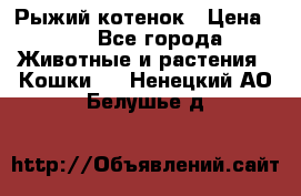 Рыжий котенок › Цена ­ 1 - Все города Животные и растения » Кошки   . Ненецкий АО,Белушье д.